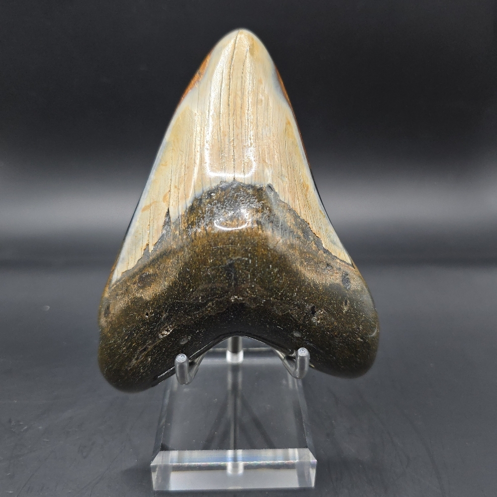 Megalodon tooth from South Carolina